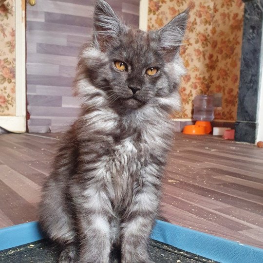 Thara Femelle Maine coon