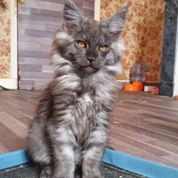 chaton Maine coon black smoke Thara Le Ranch de Daska