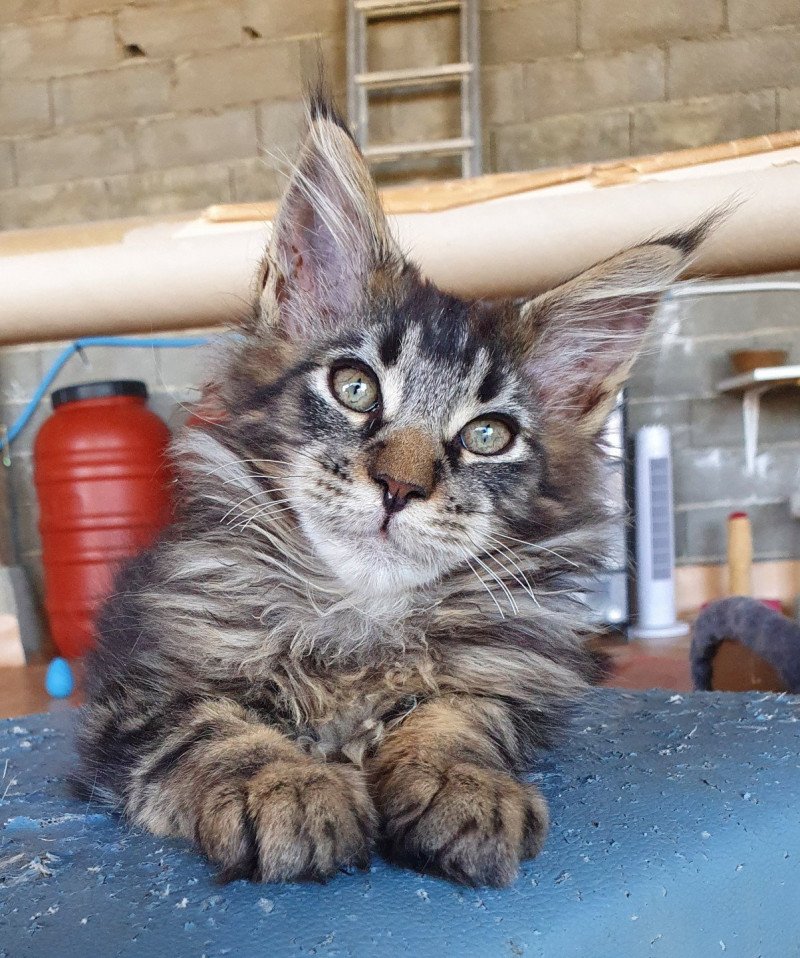 Tibou Mâle Maine coon