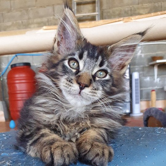 Tibou Mâle Maine coon