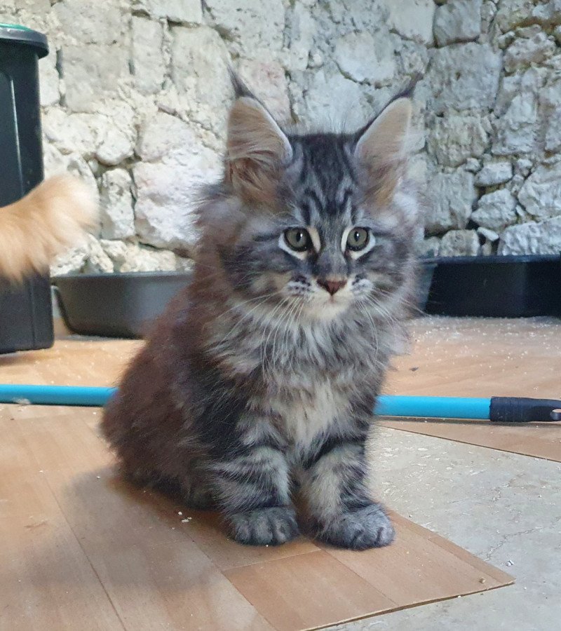 Tico Mâle Maine coon