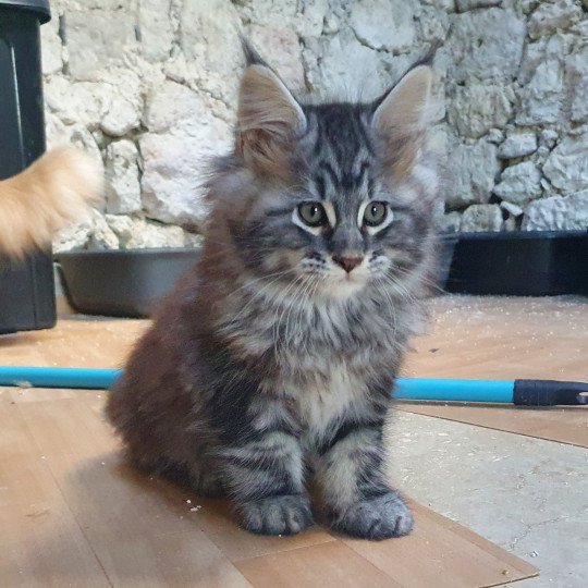 Tico Mâle Maine coon