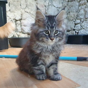 chaton Maine coon black silver mackerel tabby Tico Le Ranch de Daska