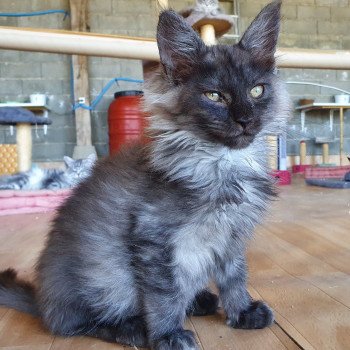 chaton Maine coon black smoke Tisha Le Ranch de Daska