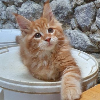 chaton Maine coon red mackerel tabby Toronto Le Ranch de Daska